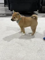 Iver, a male Shiba Inu for sale in Rolla, MO – 5 of 10