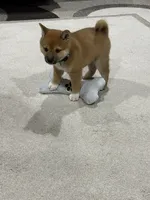 Iver, a male Shiba Inu for sale in Rolla, MO – 2 of 10