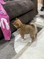 Isamu, a male Shiba Inu for sale in Rolla, MO – 3 of 8