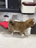 Isamu, a male Shiba Inu for sale in Rolla, MO – 8 of 8