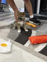 Isamu, a male Shiba Inu for sale in Rolla, MO – 4 of 8