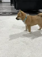 Iver, a male Shiba Inu for sale in Rolla, MO – 6 of 10