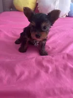 Junior, a male Yorkshire Terrier for sale in Pomona, CA – 2 of 2