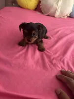 Andrea , a female Yorkshire Terrier for sale in Pomona, CA – 2 of 2