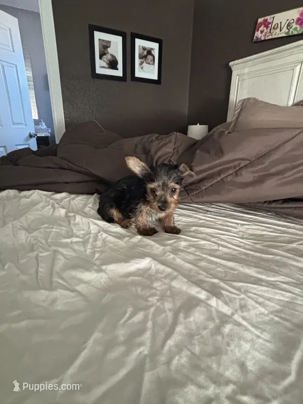 Female 2 – Yorkshire Terrier puppy for sale in Pomona, CA