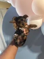 Female 2, a female Yorkshire Terrier for sale in Pomona, CA – 1 of 1
