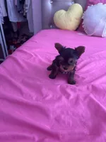 Junior, a male Yorkshire Terrier for sale in Pomona, CA – 1 of 2