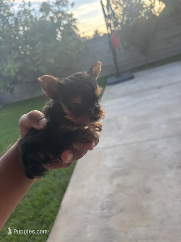 Mini. 2  – Yorkshire Terrier puppy for sale in Pomona, CA