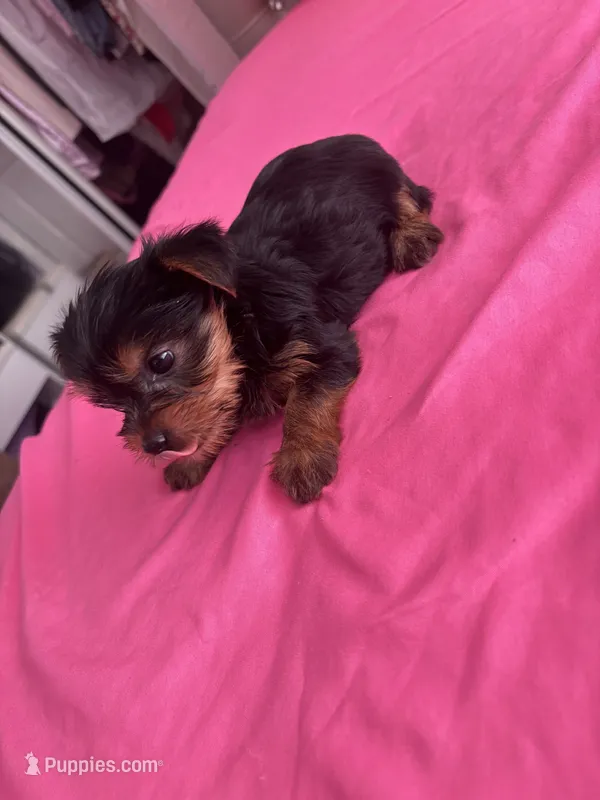 Andrea  – Yorkshire Terrier puppy for sale in Pomona, CA