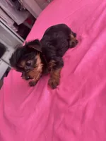 Andrea , a female Yorkshire Terrier for sale in Pomona, CA – 1 of 2