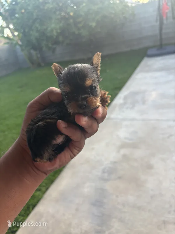 Mini 1  – Yorkshire Terrier puppy for sale in Pomona, CA