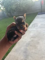 Mini 1 , a female Yorkshire Terrier for sale in Pomona, CA – 1 of 1