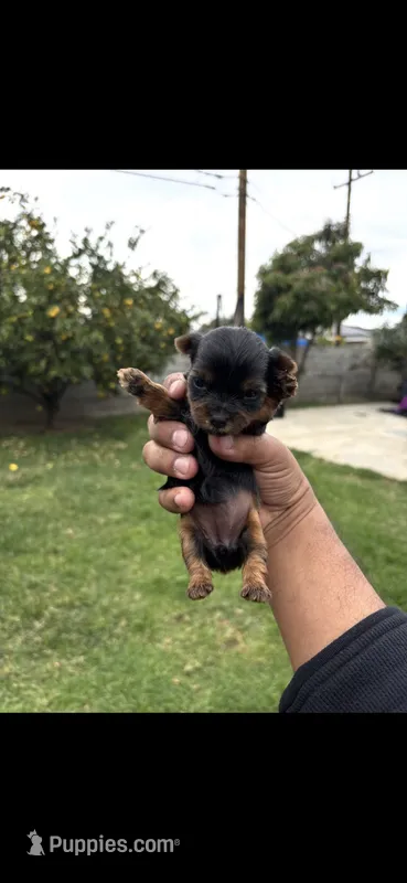 Mini 3  – Yorkshire Terrier puppy for sale in Pomona, CA