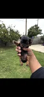 Mini 3 , a female Yorkshire Terrier for sale in Pomona, CA – 1 of 1