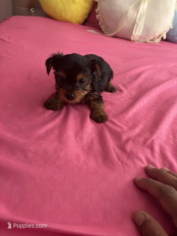 Yorkies.  Terries  – Yorkshire Terrier puppy for sale in Pomona, CA