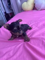 Macho , a male Yorkshire Terrier for sale in Pomona, CA – 2 of 2