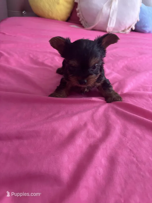 Macho  – Yorkshire Terrier puppy for sale in Pomona, CA