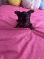 Macho , a male Yorkshire Terrier for sale in Pomona, CA – 1 of 2