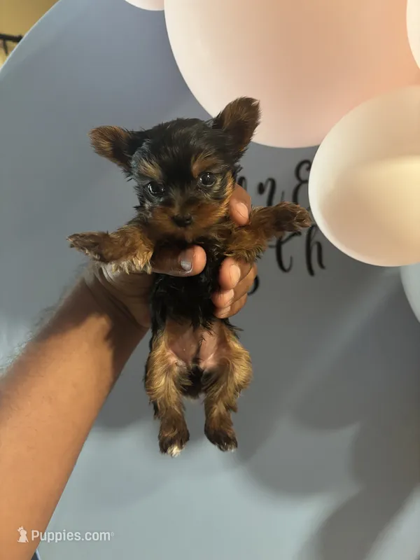 Female  – Yorkshire Terrier puppy for sale in Pomona, CA
