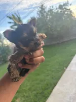 Mini macho , a male Yorkshire Terrier for sale in Pomona, CA – 1 of 1