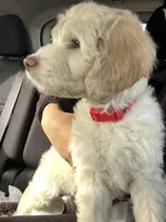 Buttercup, a male Goldendoodle for sale in Rockwall, TX – Photo 1 of 4