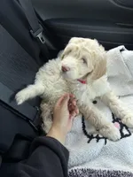 Buttercup, a male Goldendoodle for sale in Rockwall, TX – Photo 3 of 4