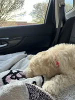 Buttercup, a male Goldendoodle for sale in Rockwall, TX – Photo 2 of 4