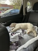 Buttercup, a male Goldendoodle for sale in Rockwall, TX – Photo 4 of 4