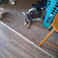 Neak , a male French Bulldog for sale in Oceanside, CA – 3 of 3