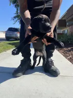 Louie, a male Great Dane and Cane Corso for sale in Oceanside, CA – 5 of 5
