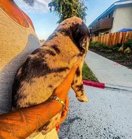 Trilla , a female Great Dane and Cane Corso for sale in Oceanside, CA – 3 of 4