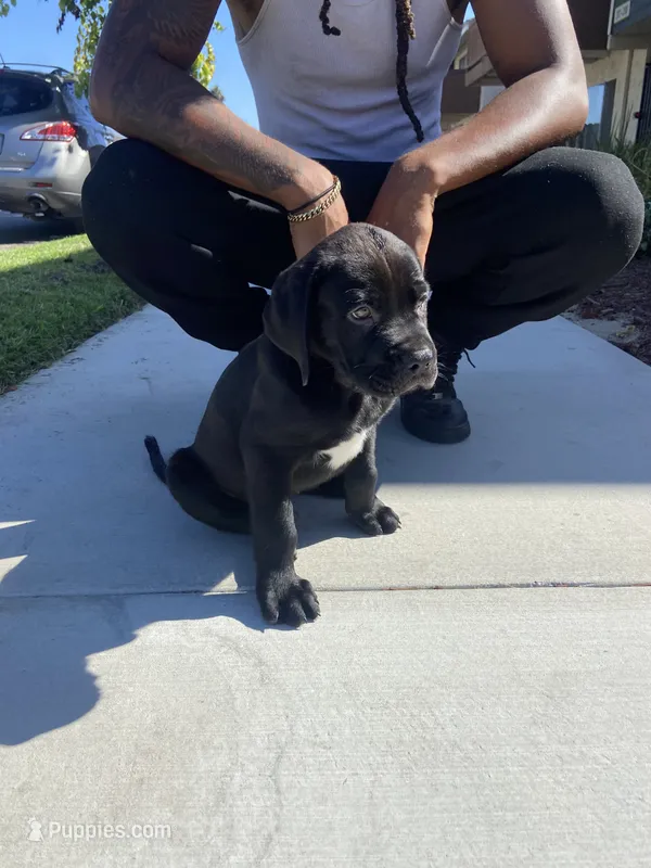 Shadow – Great Dane, Cane Corso puppy for sale in Oceanside, CA