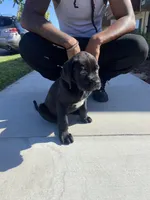 Shadow, a male Great Dane and Cane Corso for sale in Oceanside, CA – 1 of 5