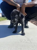 Louie, a male Great Dane and Cane Corso for sale in Oceanside, CA – 3 of 5