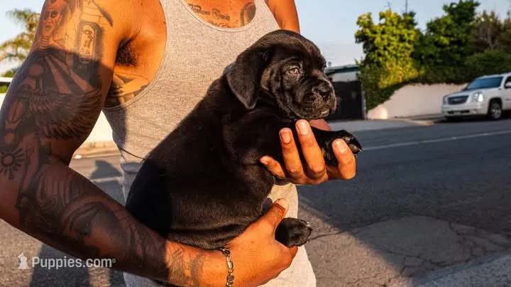 Saint – Great Dane, Cane Corso puppy for sale in Oceanside, CA