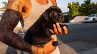 Saint, a male Great Dane and Cane Corso for sale in Oceanside, CA – 1 of 4