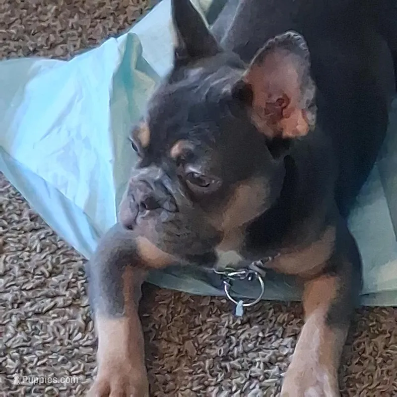 Neak  – French Bulldog puppy for sale in Oceanside, CA