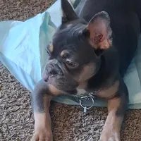 Neak , a male French Bulldog for sale in Oceanside, CA – 1 of 3