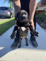 Shadow, a male Great Dane and Cane Corso for sale in Oceanside, CA – 4 of 5