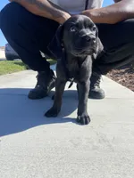 Louie, a male Great Dane and Cane Corso for sale in Oceanside, CA – 4 of 5
