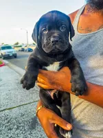 Saint, a male Great Dane and Cane Corso for sale in Oceanside, CA – 3 of 4