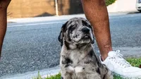 Trilla , a female Great Dane and Cane Corso for sale in Oceanside, CA – 4 of 4