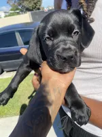 Louie, a male Great Dane and Cane Corso for sale in Oceanside, CA – 1 of 5
