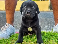Saint, a male Great Dane and Cane Corso for sale in Oceanside, CA – 4 of 4