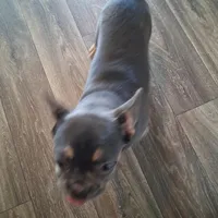 Neak , a male French Bulldog for sale in Oceanside, CA – 2 of 3