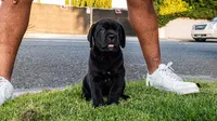 Saint, a male Great Dane and Cane Corso for sale in Oceanside, CA – 2 of 4