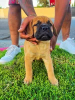 Bear, a male Great Dane and Cane Corso for sale in Oceanside, CA – 2 of 2