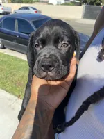 Shadow, a male Great Dane and Cane Corso for sale in Oceanside, CA – 2 of 5