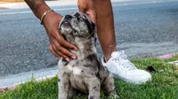 Trilla , a female Great Dane and Cane Corso for sale in Oceanside, CA – 2 of 4