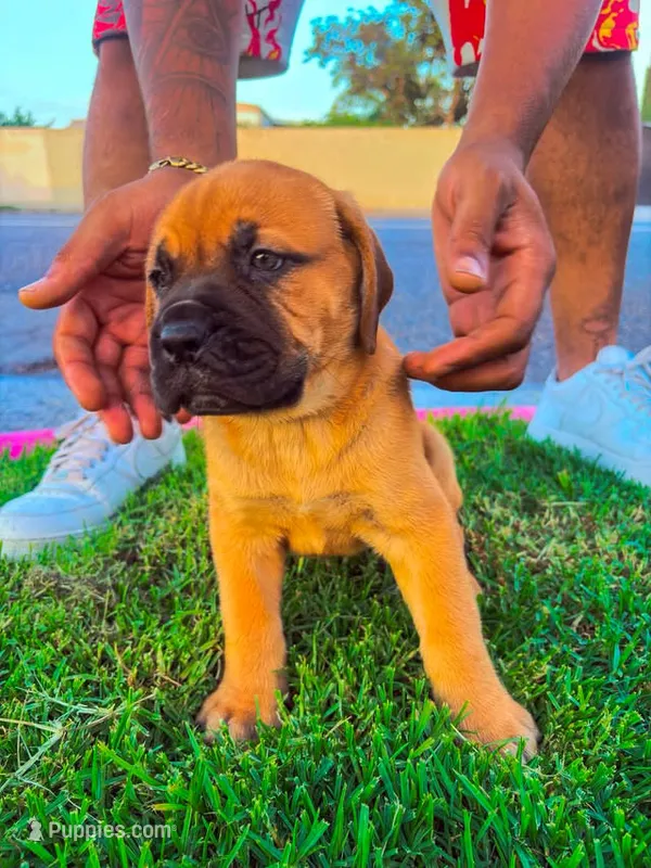 Bear – Great Dane, Cane Corso puppy for sale in Oceanside, CA